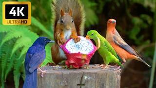 Cat TV for Cats to Watch Adorable Birds & Squirrels ️ Videos for Cats to Watch [NO ADS]