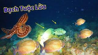 Lặn Biển Trước Bão: Bất Ngờ Phát Hiện Đàn Cá Rìa Lớn Ẩn Mình Ở Độ Sâu 100m