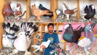 Fancy Kabootar Special || Fancy Pigeon Loft || Indian Fantail || Nagpur Fancy Kabootar ||