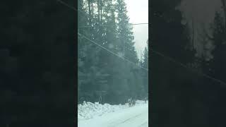 DEER on the road 2025