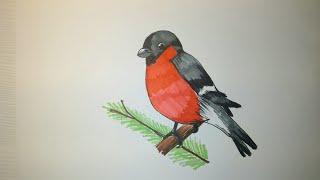 Как нарисовать снегиря поэтапно. how to draw a bullfinch