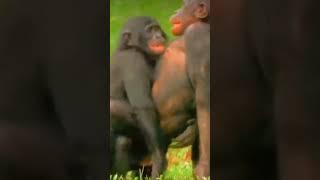 Chimpanzee Mating