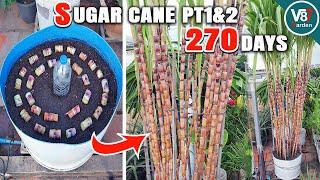 How to Successfully Grow Sugar Cane in Containers at Home: Step-by-Step Guide| Part1&2