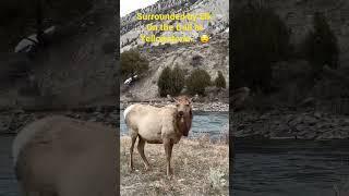 Unpredictable Guests: Surrounded by Elk on Yellowstone Trail |The Public Traveler  #yellowstone