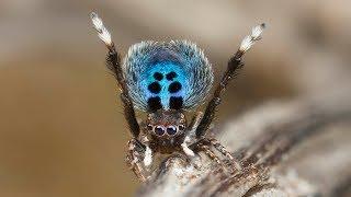 Peacock Spider "Stayin' Alive"