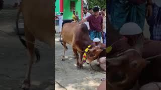 Eid ul Adha Animals 2022 | Cow Tiktok | Cow Lover | Qurbani Eid Janwar | whatsapp status #Shorts 178