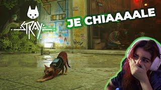 Stray #1 - Découverte du gameplay