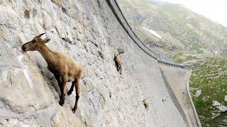 How is this possible? Mountain goats climbed the dam wall!