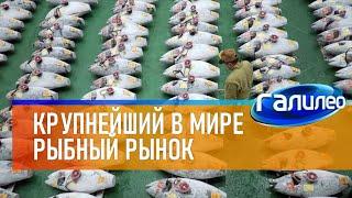 Галилео  Крупнейший рыбный рынок в мире