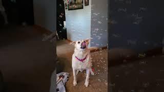 Video of adoptable pet named Daisy
