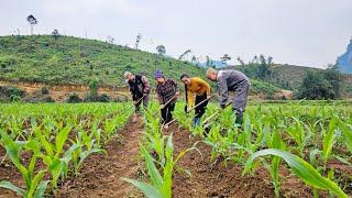 A meaningful day: Phan and Chieu went to help mom and dad take care of the corn garden