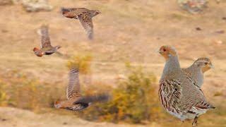 DOĞU ANADOLU ÇİL KEKLİK AVI (Partridge - Chukar Hunting )