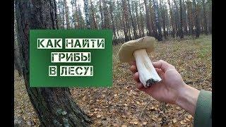 Как Найти Грибы в Лесу! Белый гриб,Маслята,Польский гриб,Опята!