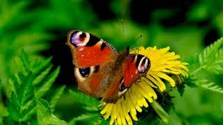 #Футаж бабочка на одуванчике ◄4K•HD► #Footage butterfly on dandelion