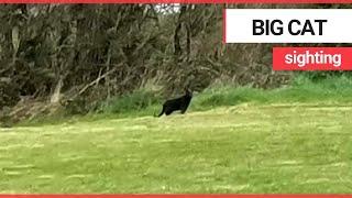 Britain's big cat outbreak has deepened after a second one was spotted in a field | SWNS TV