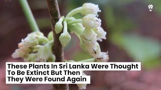 These Plants In Sri Lanka Were Thought To Be Extinct. But They Were Found Again