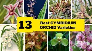 13 Best Cymbidium Orchid Varieties | Beautiful Large, Showy Indoor Flower Types |