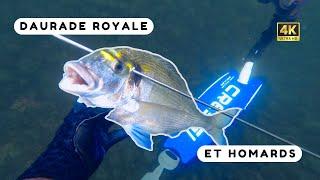 Je pêche trois homards et une daurade royale à trou ! Chasse sous marine Bretagne sud