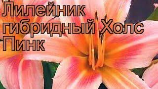 Лилейник гибридный Холс Пинк (hemerocallis)  обзор: как сажать, рассада лилейника Холс Пинк