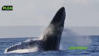 You Can Help Protect Western Australia's Whales.
