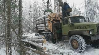 Loading and removal of timber from the plot