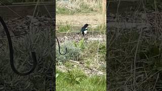 Magpie Foraging On A Cloudy Spring Day | Whirlow Hall Farm Trust #birds #avian #nature
