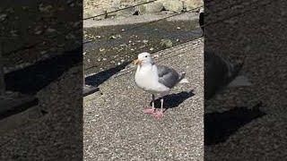 Seagull Stretches Its Beak Wide Open || ViralHog