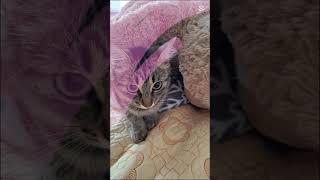 Mitzy my dear kitten
