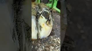 SERIOUS DOUBLE SOLE on a cow's foot  #animals #farming #hoofrestoration #rawdiet #calming #cow
