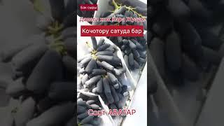 Жузум сорт Аватар