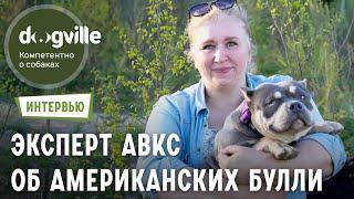 Эксперт ABKC - О породе Американский Булли