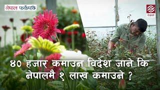 ४० हजार कमाउन विदेश जाने कि नेपालमै १ लाख कमाउने ? |पुष्प खेती CutFlowerBusiness | Nepal Farkeypachi