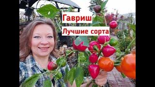 Что выросло из семян Гавриш! Самые урожайные, неприхотливые и необычные томаты, перец, огурцы