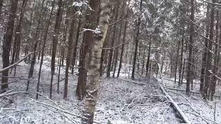 ОХОТА на ЗАЙЦА с РУССКОЙ ГОНЧЕЙ...2.11.2024