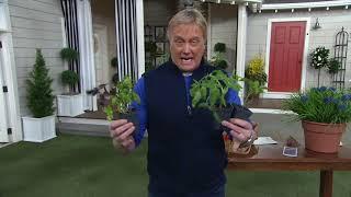 Cottage Farms 3-Piece Tomato, Pepper & Basil Patio Garden Live Plants on QVC