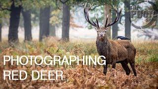 Photographing Deer