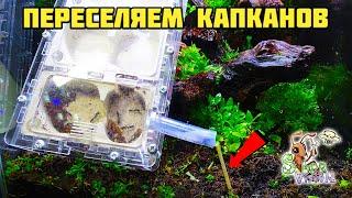 Заселение капканов в природный формикарий ● Odontomachus bauri