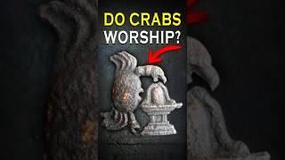 Why Do Animals Worship the Lingam?️