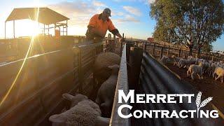 We Marked Our Lambs! Bromar Grain Cart Walk Around