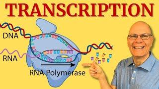 Transcription: What Every AP Bio Student NEEDS to Know