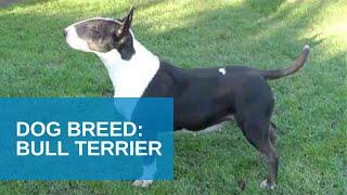 Dog Breed Video: Bull Terrier