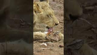 When the Lion Lies Down with the Lamb