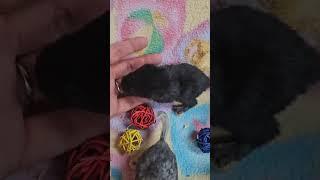 please follow if you love chinchillas