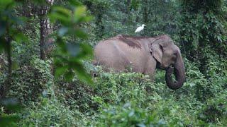 Exploring the jungle and finding the magic” elephant sightings #elephant #northbengalforest
