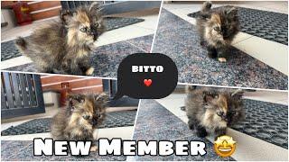 See My New Pet (Bitto)  ! Persion Cat 