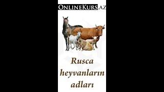 Rusca heyvanların adları