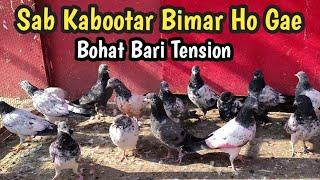 Sab Kabootar Bimar Ho Gay | Hashim Mahmood Pigeons