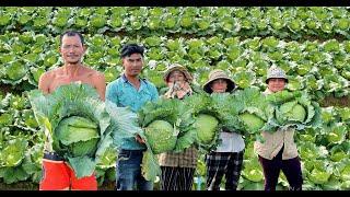 How to Grow Cabbage to Fast Harvest in 90 days - Farming Complete Guide from Planting to Harvest