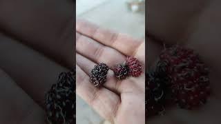 #redberry #️
