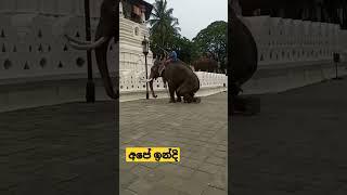 Indi raja elephant | esala perahera 2022 | sri dalada perahera 2022 | dalada perahera 2022 | ඇසල